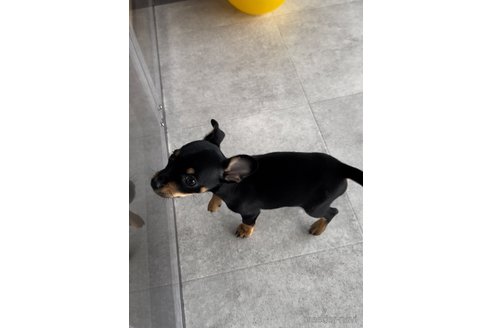 成約済の福岡県のミックス犬-346054の5枚目