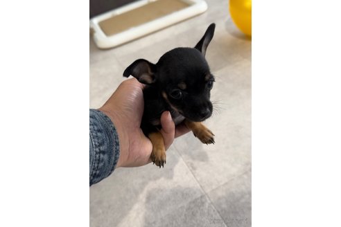 成約済の福岡県のミックス犬-346065の5枚目
