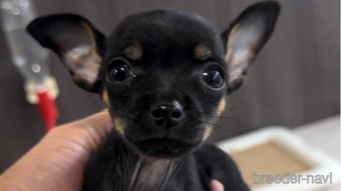 成約済の福岡県のミックス犬-346065の1枚目
