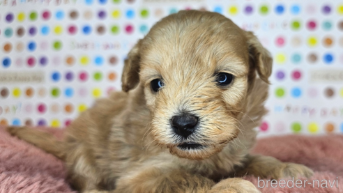 成約済の愛知県のミックス犬-349830の35枚目
