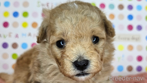 成約済の愛知県のミックス犬-349831の36枚目