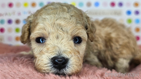 成約済の愛知県のミックス犬-349817の20枚目