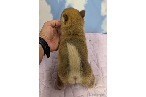 成約済の静岡県の豆柴-354675の3枚目