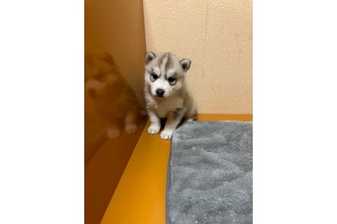 成約済の岐阜県のシベリアンハスキー-353306の2枚目
