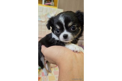 成約済の福岡県のチワワ(ロングコート)-354511の4枚目