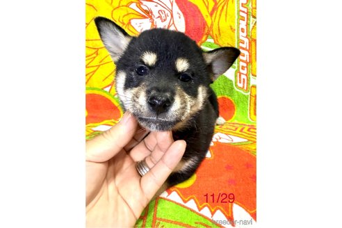 成約済の愛知県の柴犬-345641の8枚目