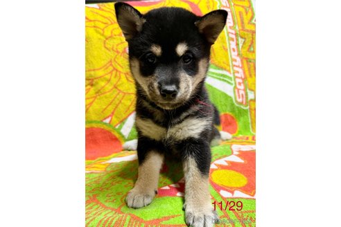 成約済の愛知県の柴犬-345641の7枚目