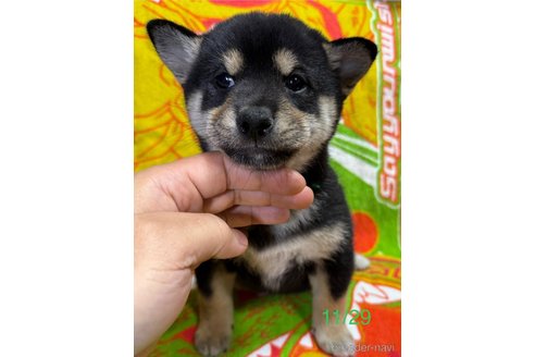 成約済の愛知県の柴犬-345642の9枚目