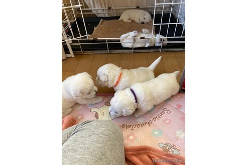 成約済の東京都のミックス犬-353010の3枚目