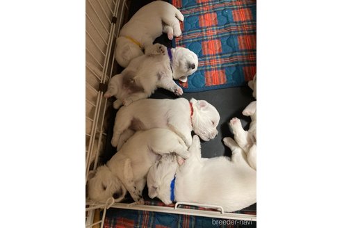 成約済の東京都のミックス犬-354517の3枚目
