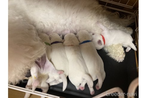 成約済の東京都のミックス犬-354517の2枚目