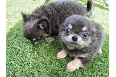 成約済の三重県のチワワ(ロングコート)-354519の4枚目