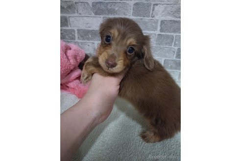 成約済の福岡県のミニチュアダックスフンド(ロングヘアード)-354523の4枚目