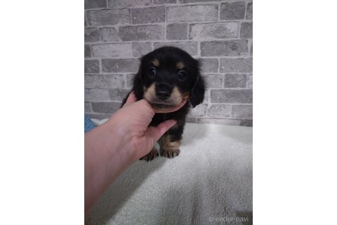 成約済の福岡県のミニチュアダックスフンド(ロングヘアード)-354524の7枚目