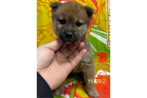 成約済の愛知県の柴犬-348618の12枚目