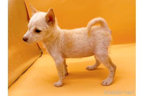 成約済の東京都の柴犬-354545の2枚目