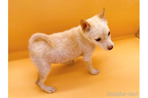成約済の東京都の柴犬-354545の3枚目