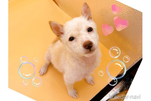成約済の東京都の柴犬-354545の4枚目