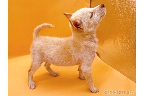 成約済の東京都の柴犬-354545の5枚目