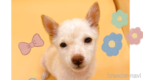 成約済の東京都の柴犬-354545の1枚目