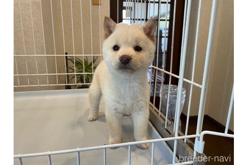成約済の兵庫県の豆柴-354554の4枚目