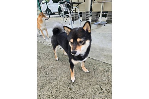 成約済の広島県の豆柴-354555の3枚目