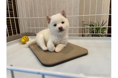成約済の兵庫県の豆柴-354557の3枚目