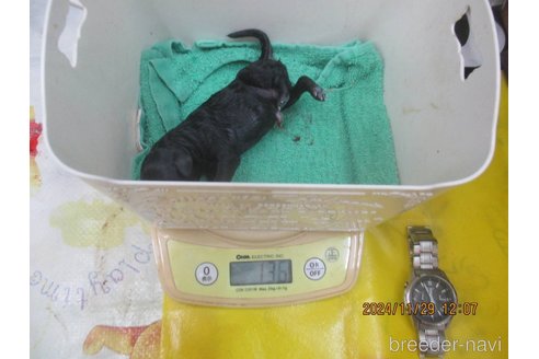 成約済の大阪府のタイニープードル-354558の14枚目