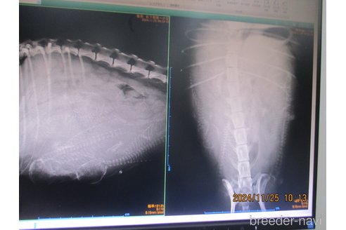 成約済の大阪府のタイニープードル-354558の11枚目