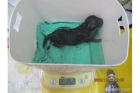 成約済の大阪府のタイニープードル-354559の10枚目