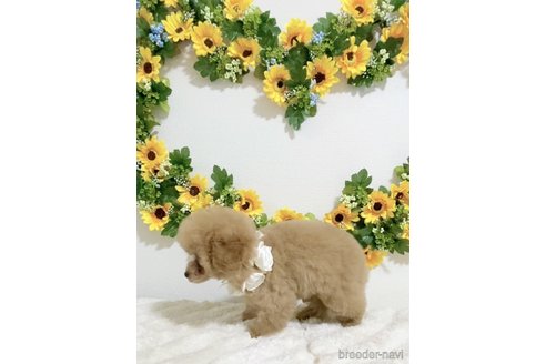 成約済の岐阜県のティーカッププードル-346007の14枚目