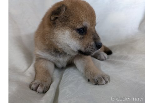 成約済の愛知県の豆柴-351679の4枚目