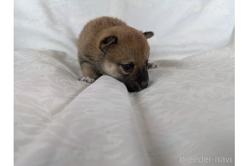 成約済の愛知県の豆柴-351692の8枚目
