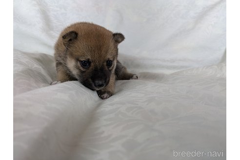 成約済の愛知県の豆柴-351692の7枚目