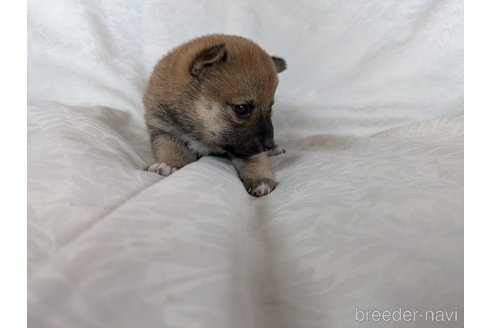 成約済の愛知県の豆柴-351692の6枚目