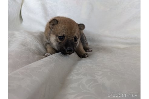 成約済の愛知県の豆柴-351692の5枚目