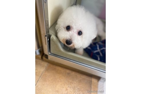 雪見ちゃん1枚目