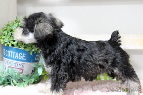 成約済の岡山県のミニチュアシュナウザー-354578の4枚目