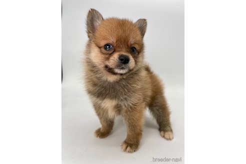 成約済の千葉県のミックス犬-354620の1枚目