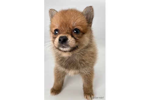 成約済の千葉県のミックス犬-354620の2枚目
