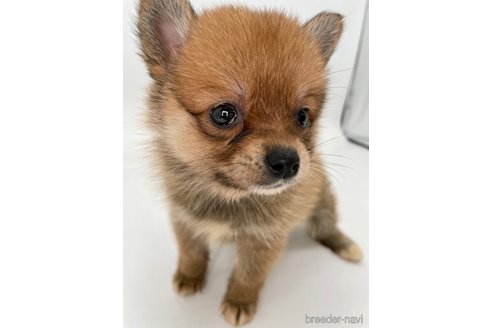 成約済の千葉県のミックス犬-354620の3枚目