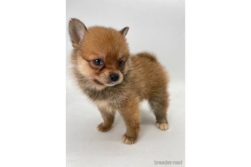成約済の千葉県のミックス犬-354620の4枚目