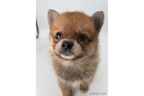 成約済の千葉県のミックス犬-354620の5枚目