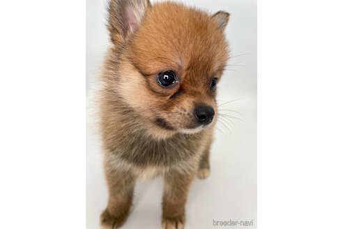 成約済の千葉県のミックス犬-354620の6枚目