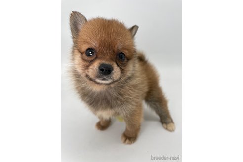 成約済の千葉県のミックス犬-354620の7枚目