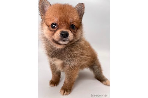 千葉県のミックス犬｜男の子・2024/10/10生まれ・オレンジ（子犬ID：354620）｜ブリーダーナビ