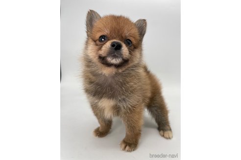成約済の千葉県のミックス犬-354620の9枚目