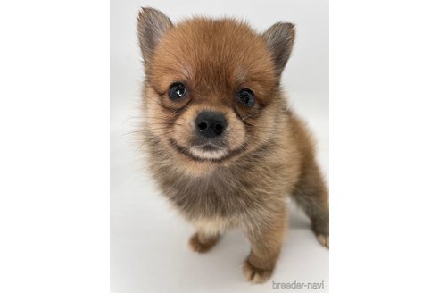 成約済の千葉県のミックス犬-354620の10枚目