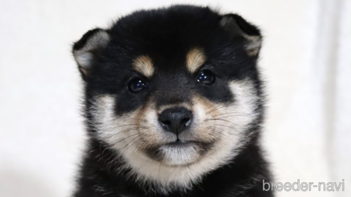 成約済の滋賀県の柴犬-354639の1枚目