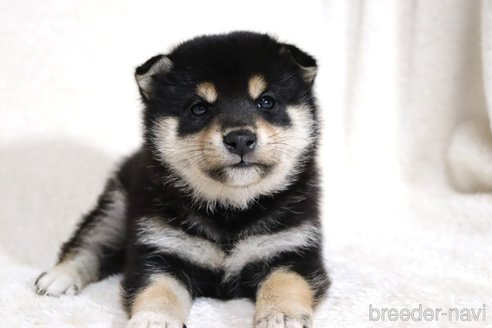 成約済の滋賀県の柴犬-354639の15枚目